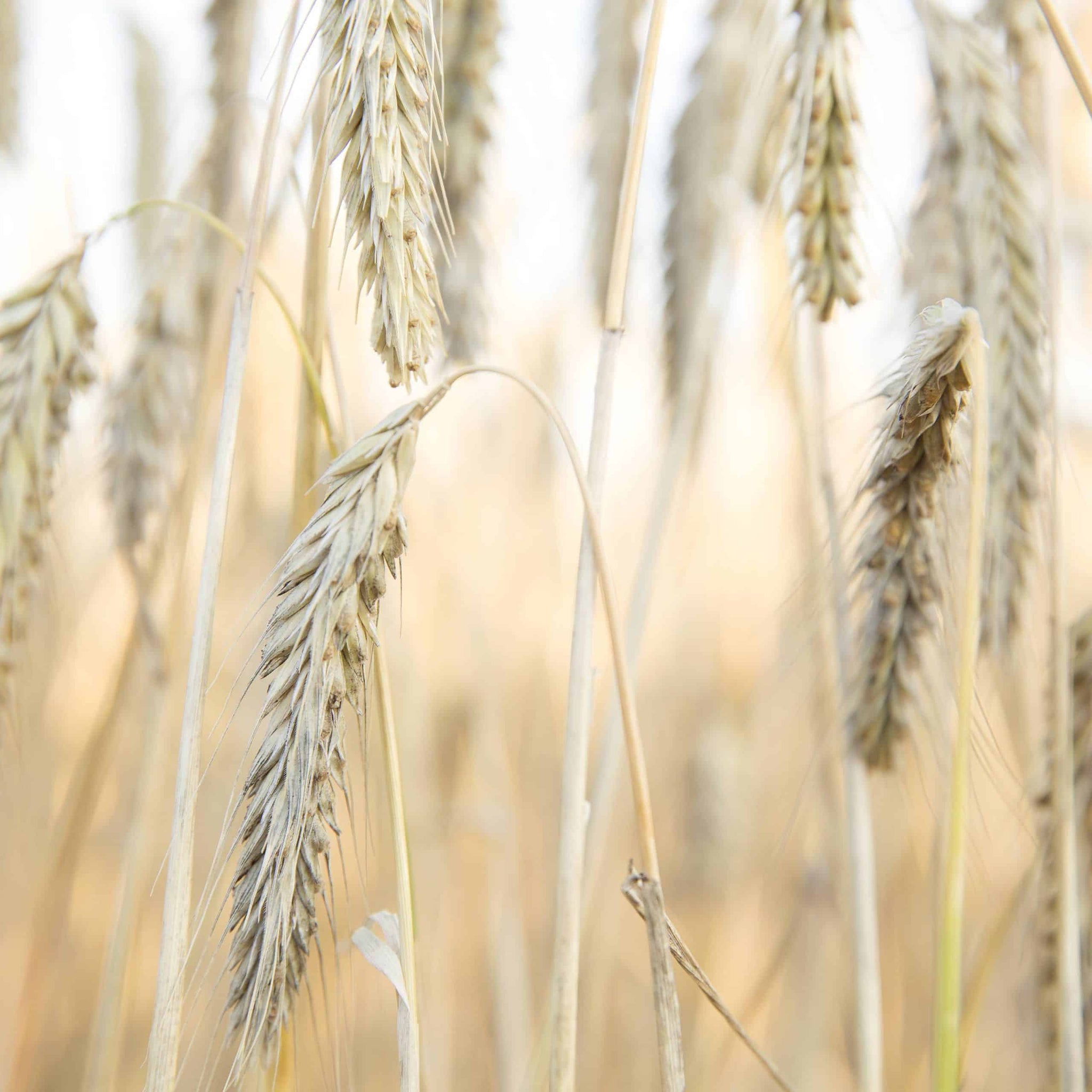 RÅGHJÄRTA örhängen på krok - Guldviva Jewellery